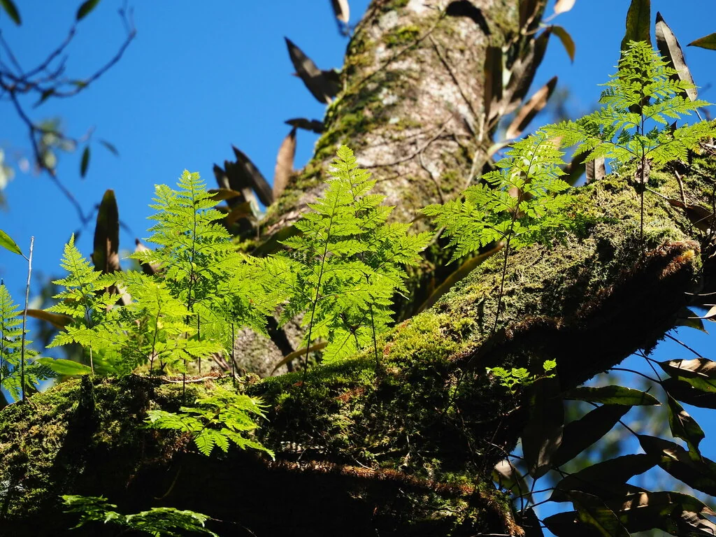 Davallia Trichomanoides