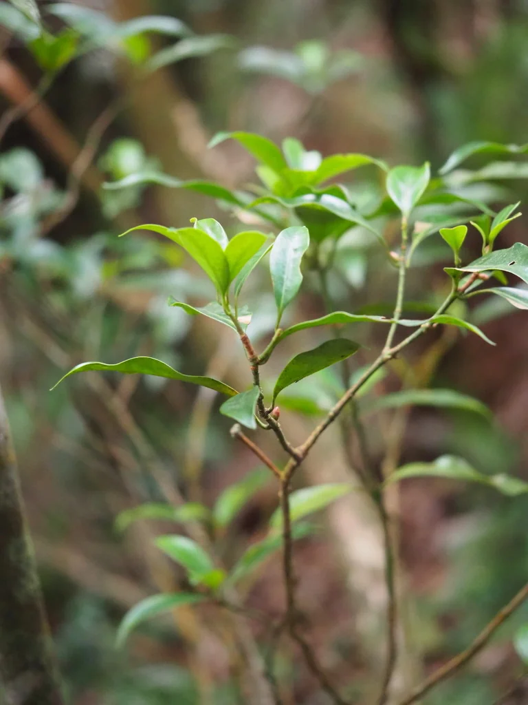 Illicium Anisatum