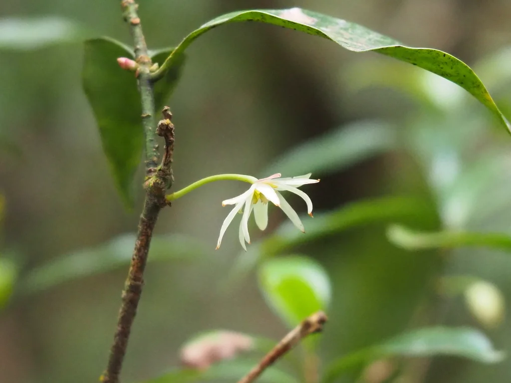 Illicium Anisatum