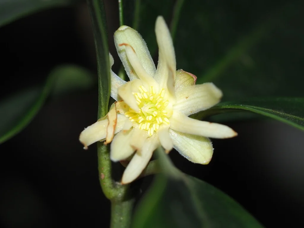 Illicium Anisatum