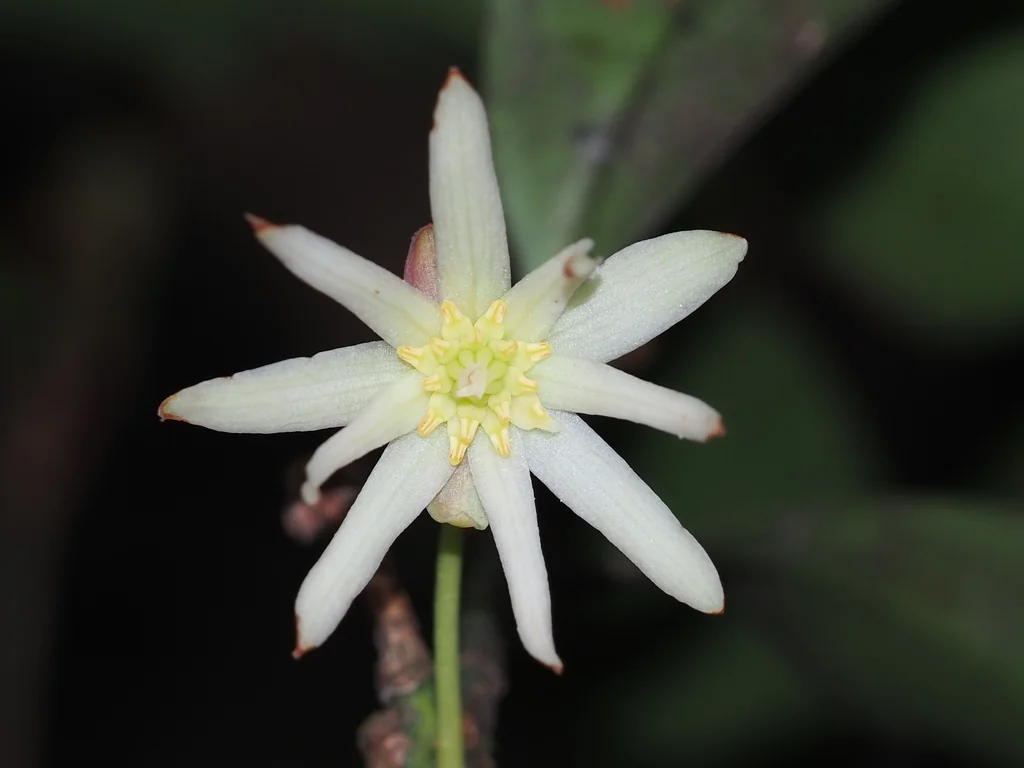 Illicium Anisatum