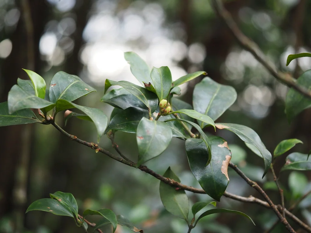 Illicium Anisatum