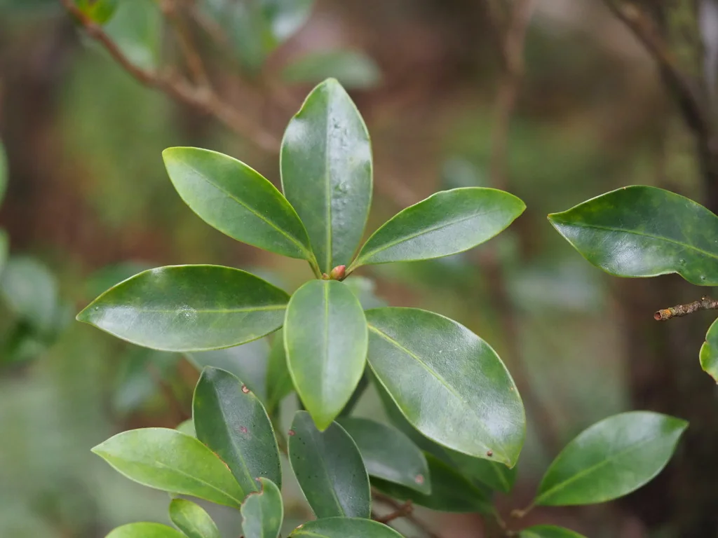 Illicium Anisatum