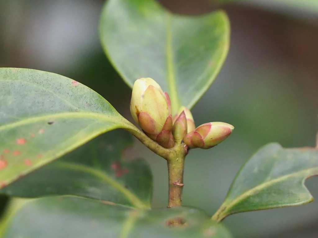 Illicium Anisatum
