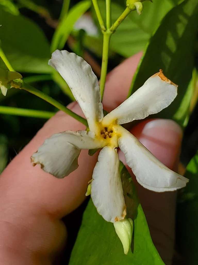 Trachelospermum Jasminoides