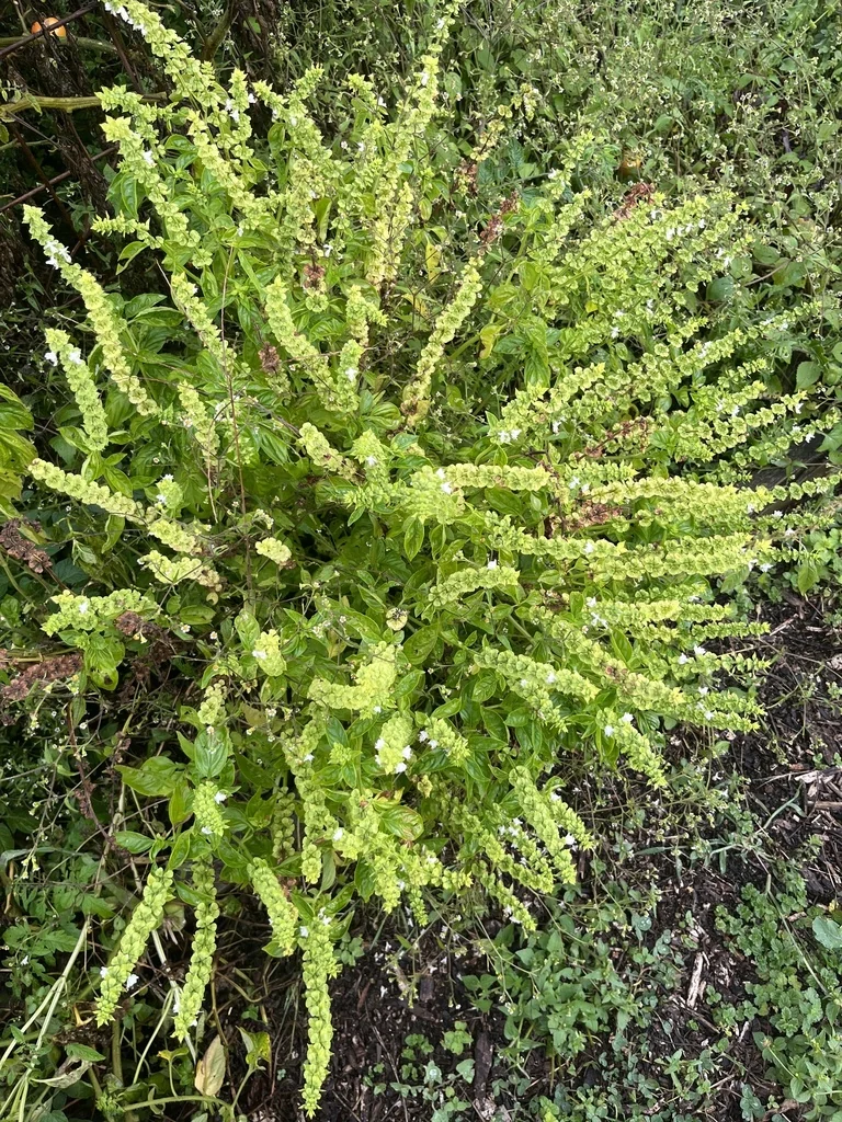 Ocimum basilicum