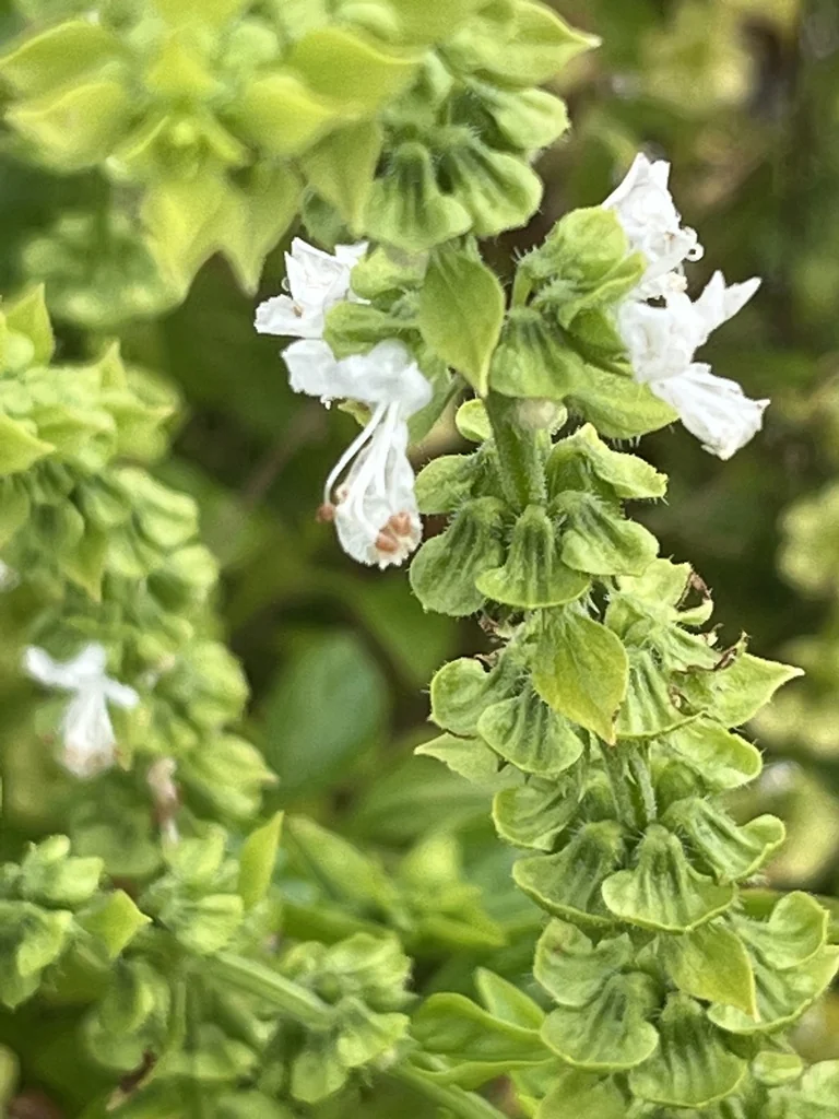 Ocimum basilicum