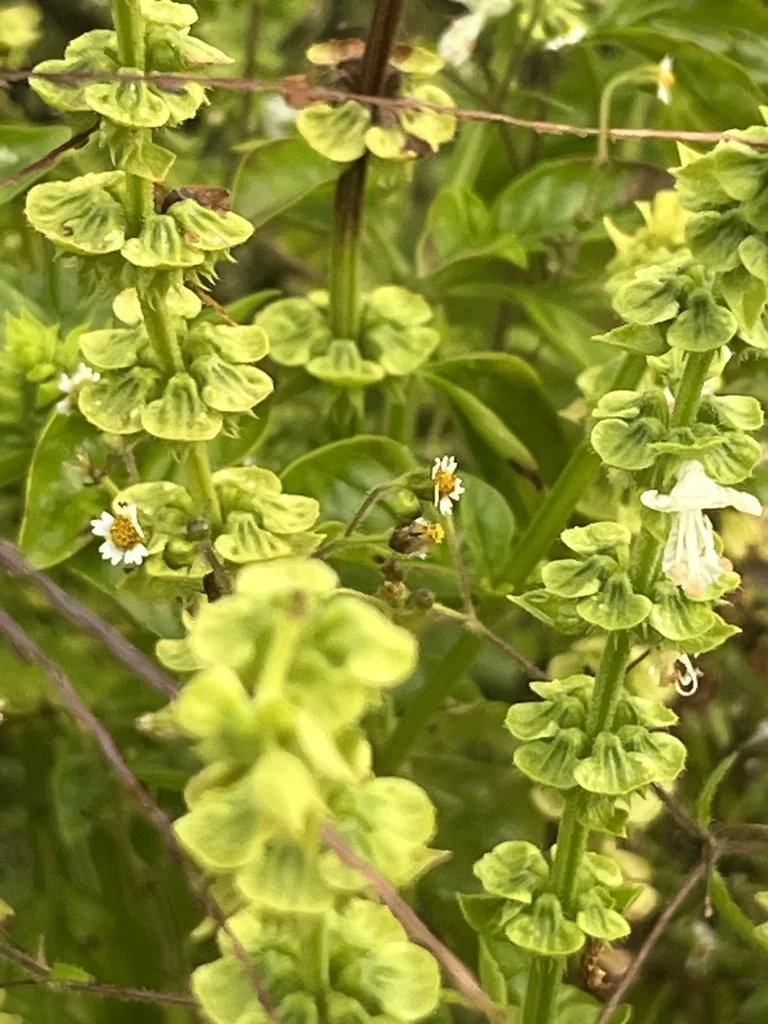 Ocimum basilicum