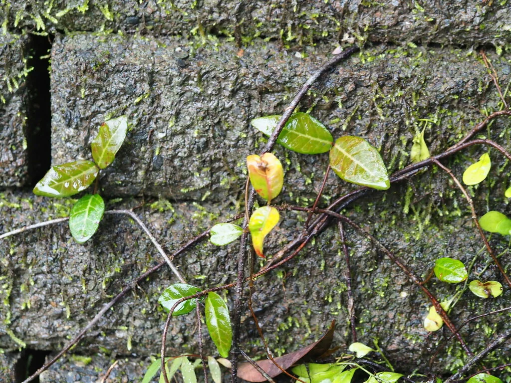 Trachelospermum Asiaticum