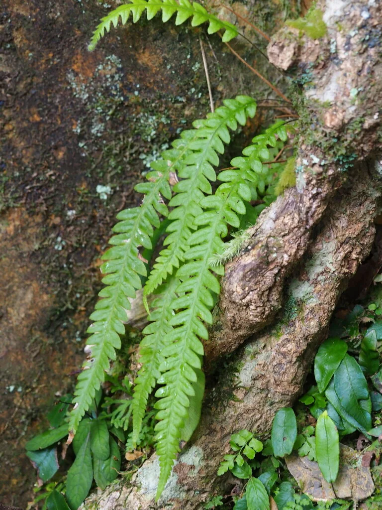 Thelypteris Decursive-Pinnata