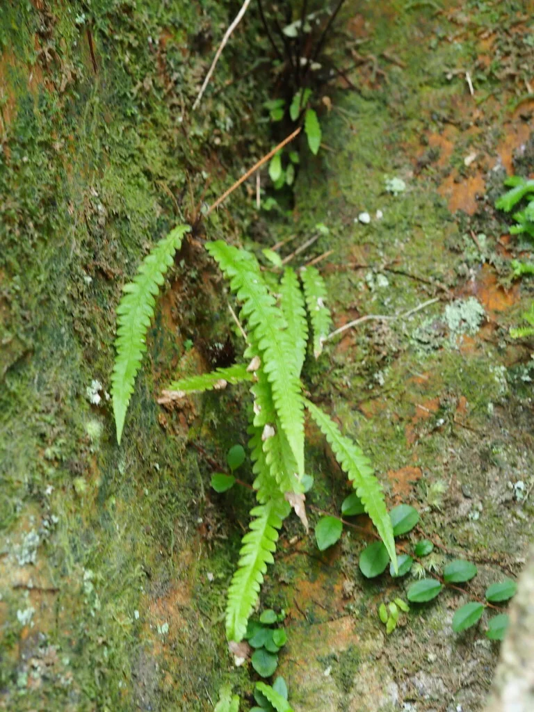 Thelypteris Decursive-Pinnata