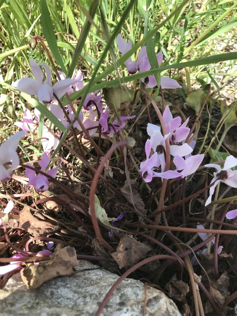 Cyclamen Persicum