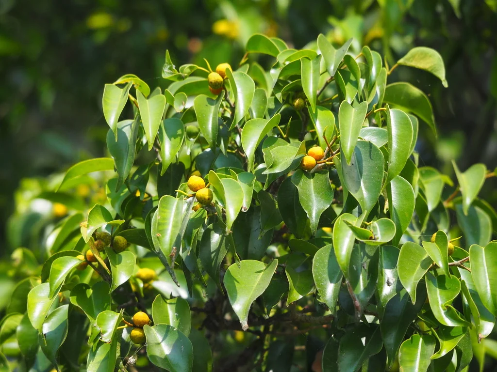 Ficus benjamina