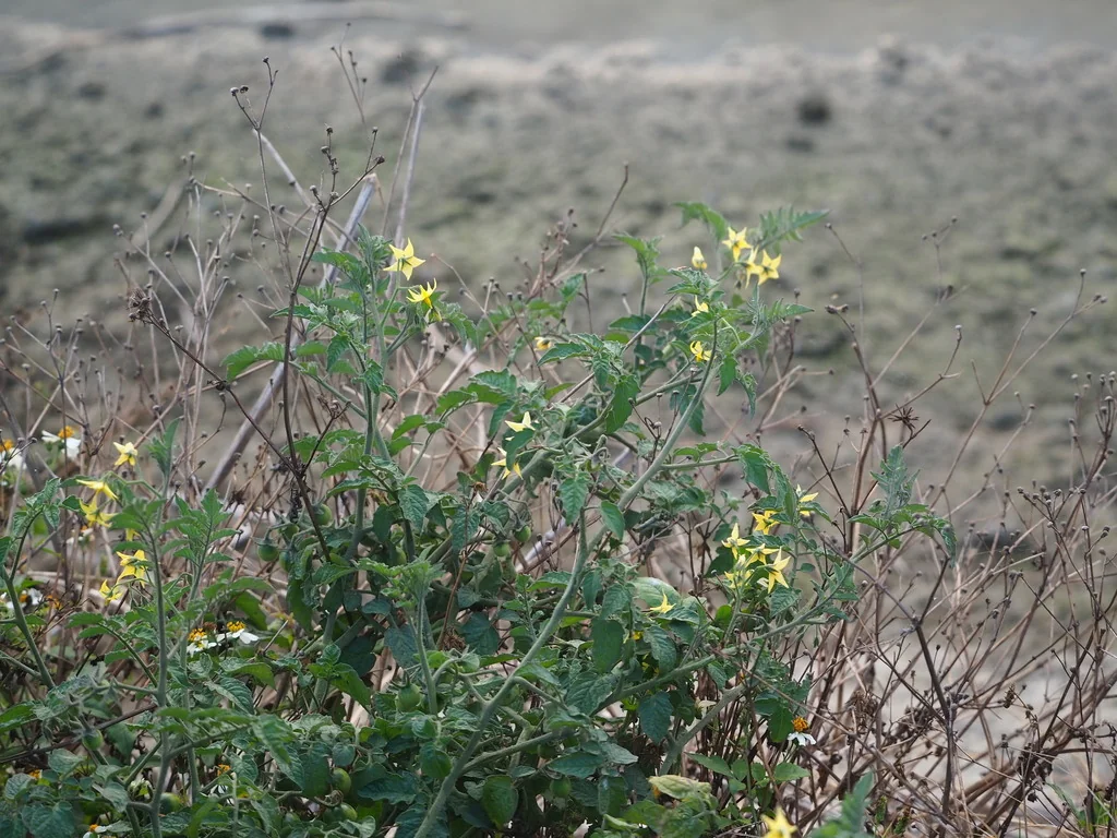 Solanum Lycopersicum Var. Cerasiforme