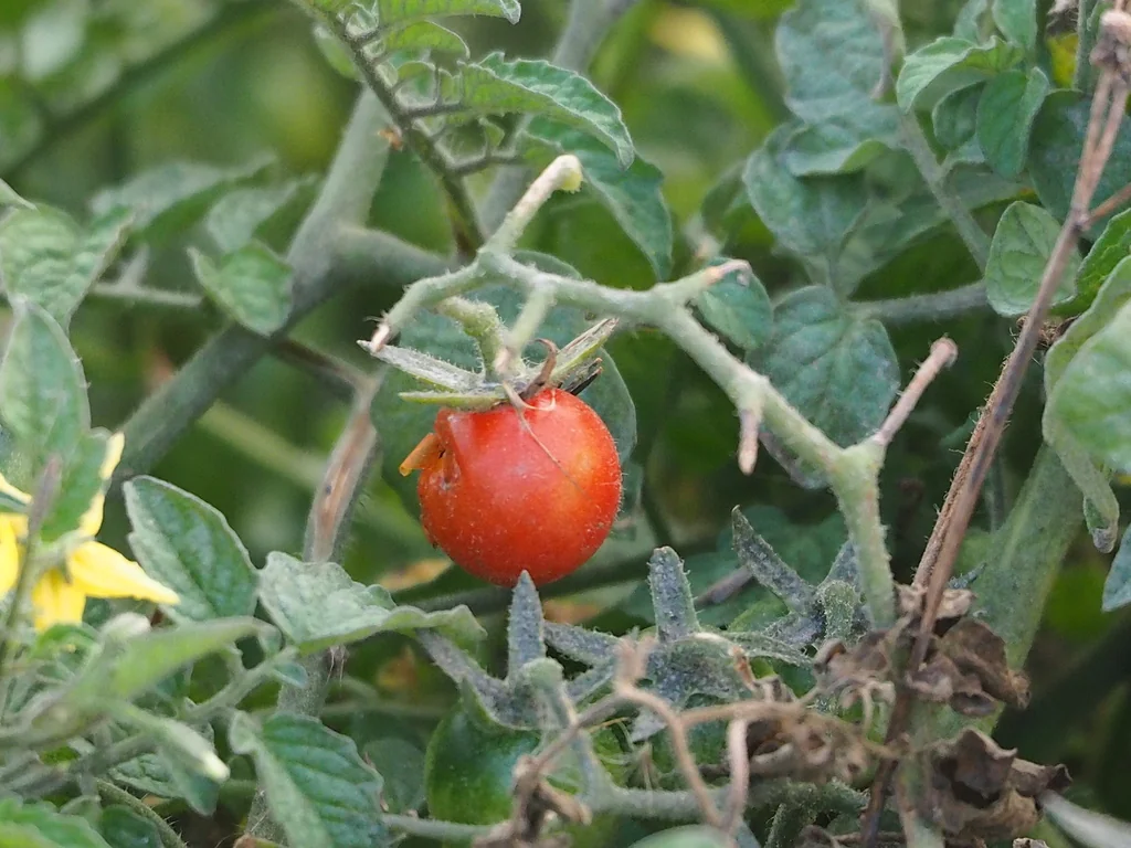 Solanum Lycopersicum Var. Cerasiforme