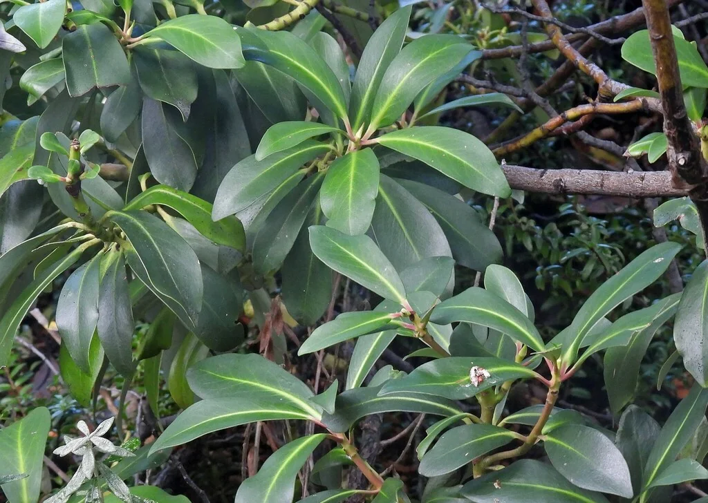 Drimys Winteri