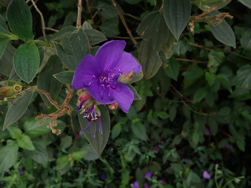 Tibouchina Urvilleana