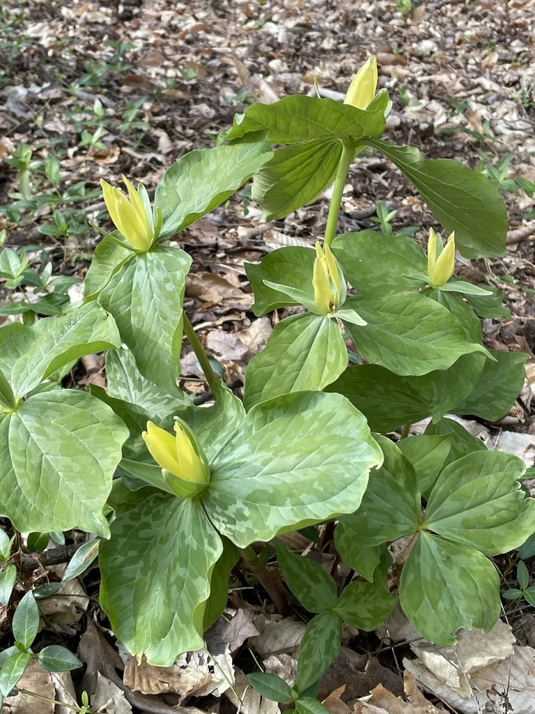 Trillium Luteum