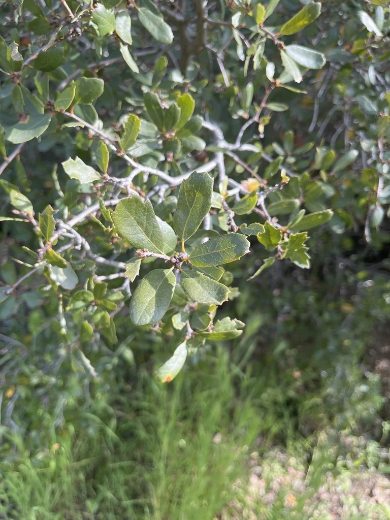 Quercus X Acutidens