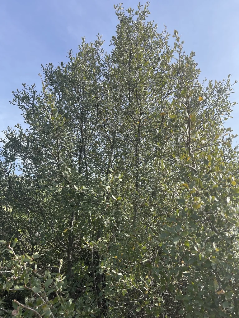 Quercus X Acutidens