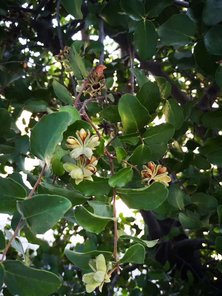 Quillaja Saponaria