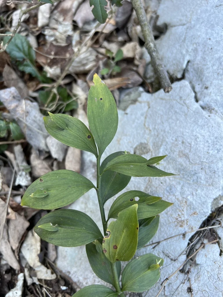 Ruscus Hypoglossum