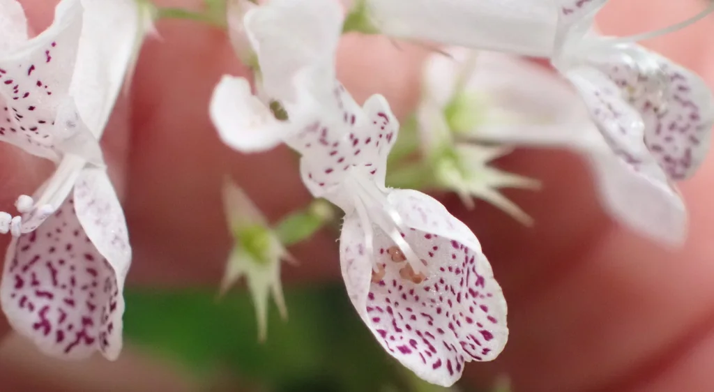 Plectranthus Verticillatus