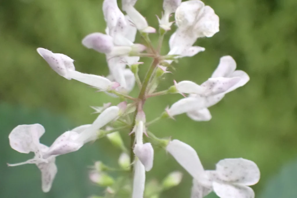 Plectranthus Verticillatus
