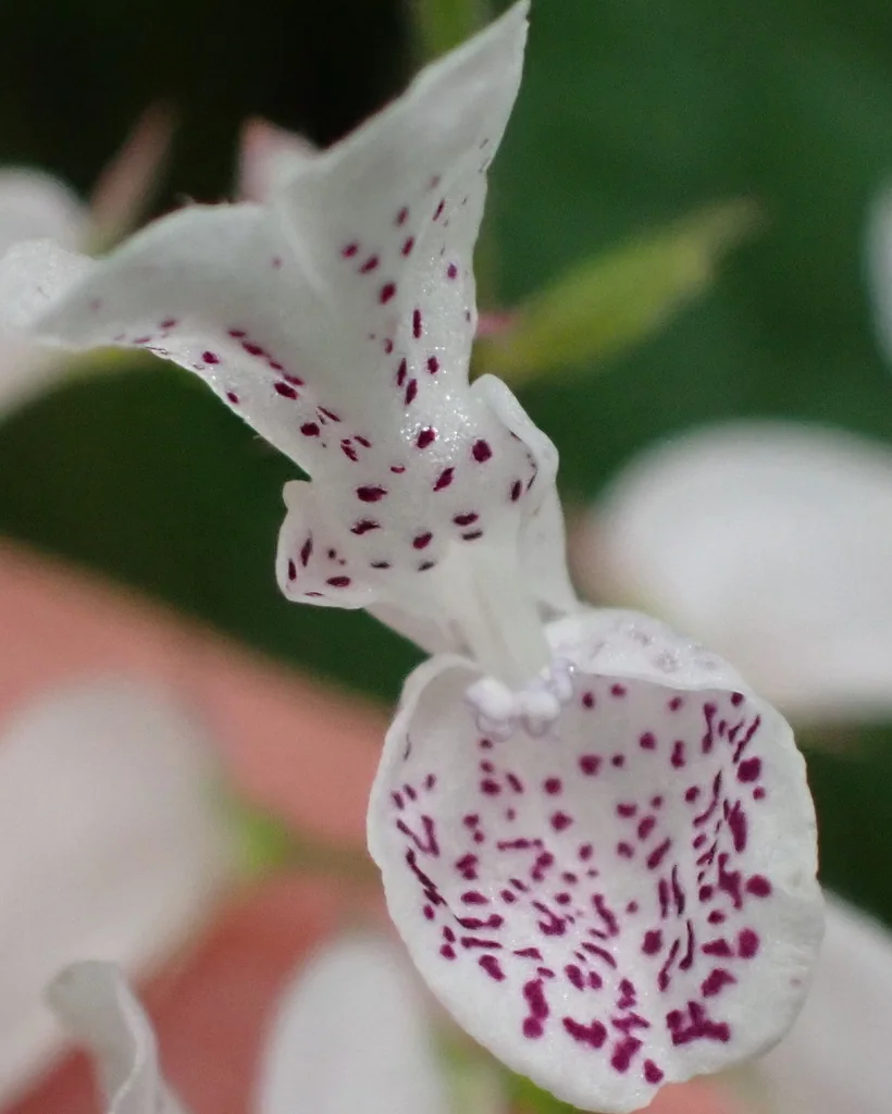 Plectranthus Verticillatus