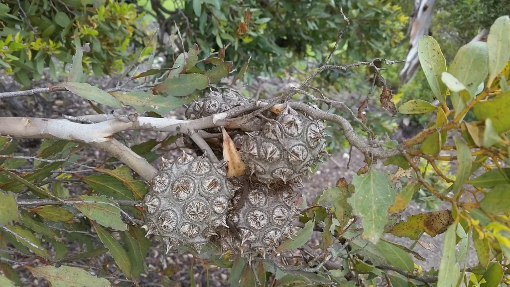 Eucalyptus Conferruminata