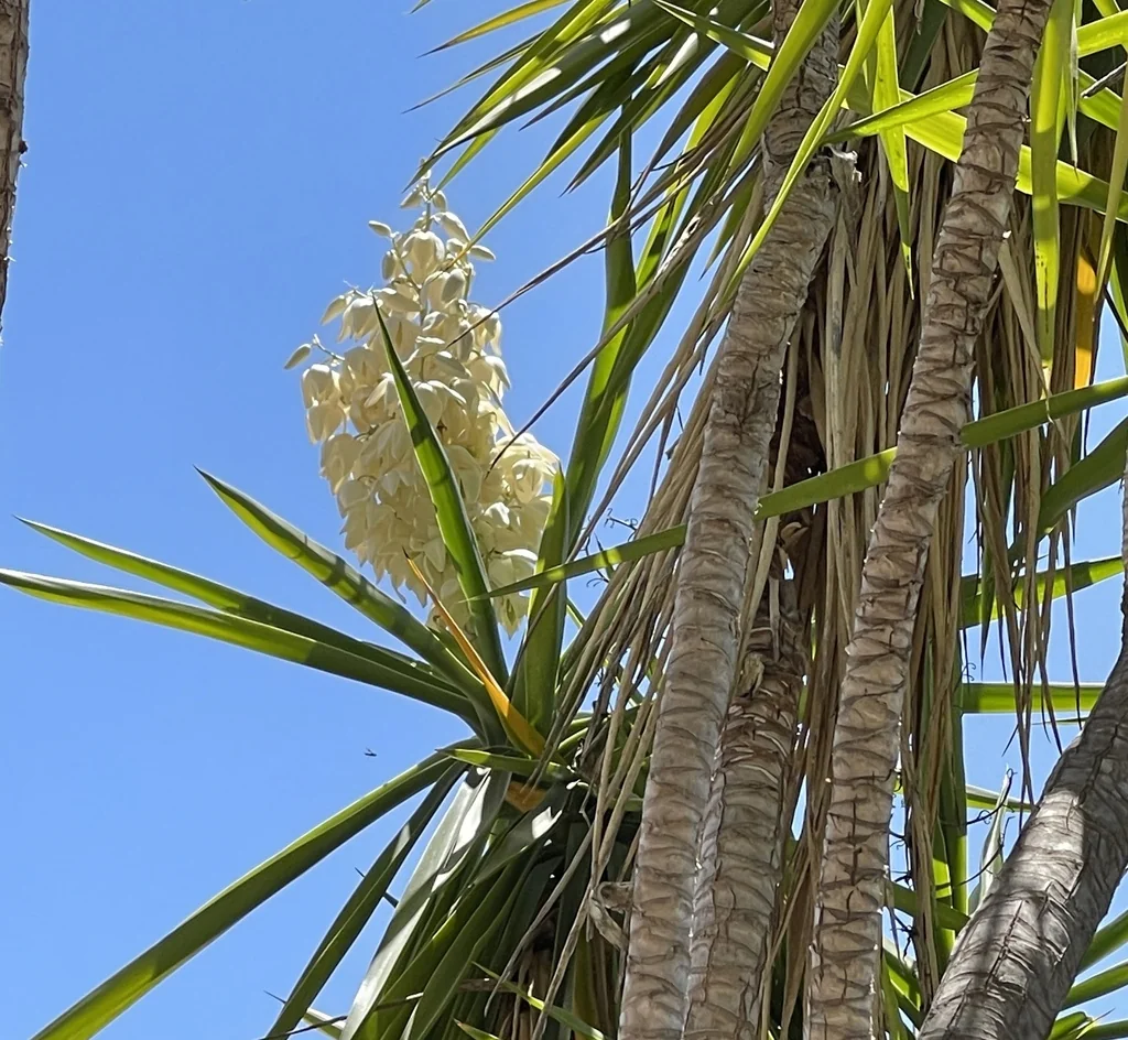 Yucca Elephantipes