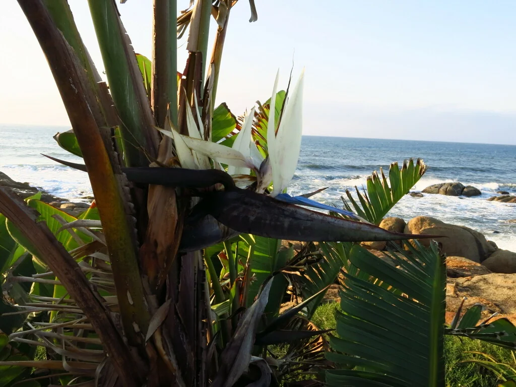 Strelitzia Nicolai