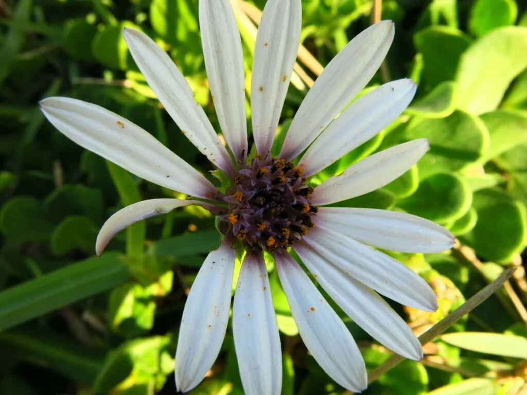 Osteospermum Fruticosum