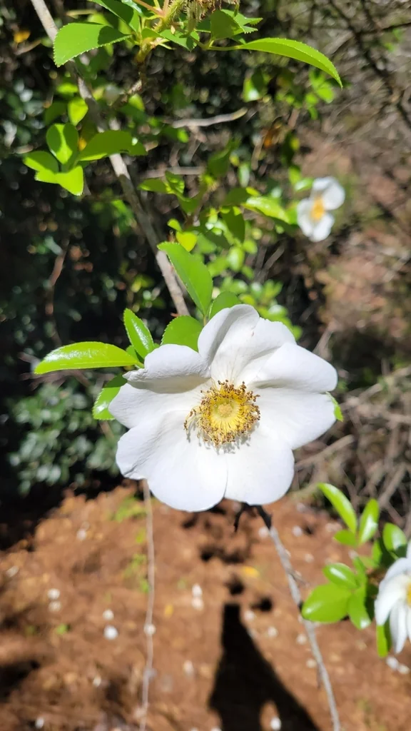 Rosa Laevigata