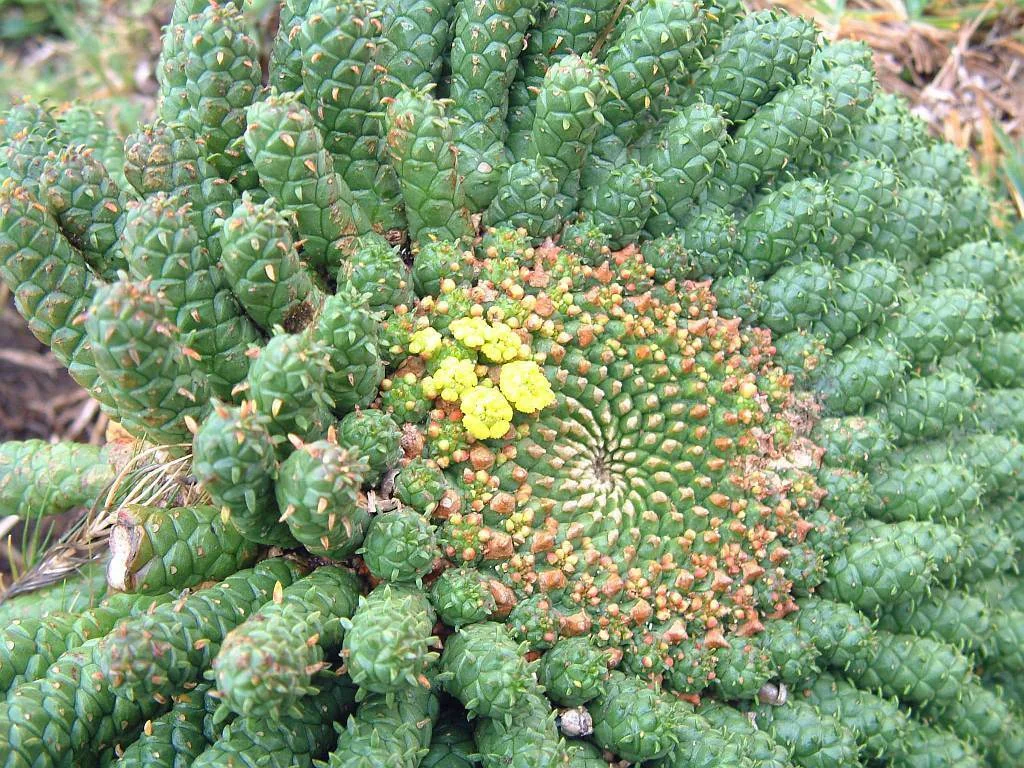 Euphorbia Flanaganii