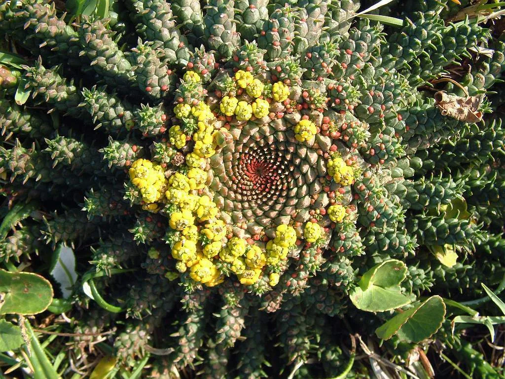 Euphorbia Flanaganii