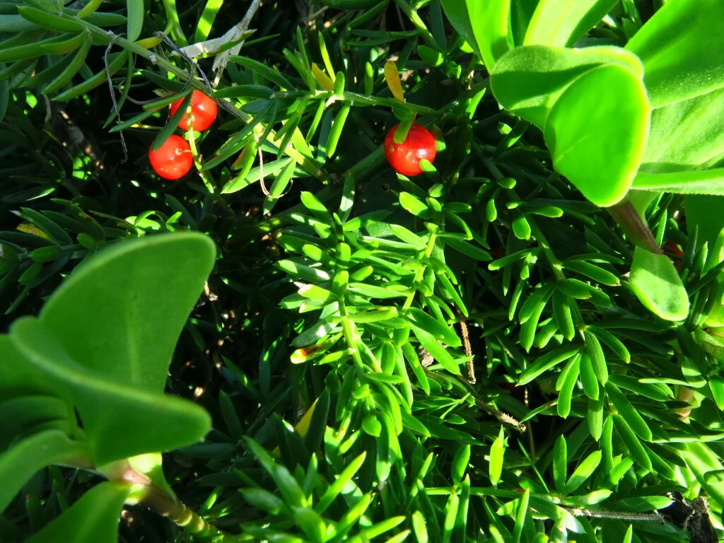 Asparagus densiflorus