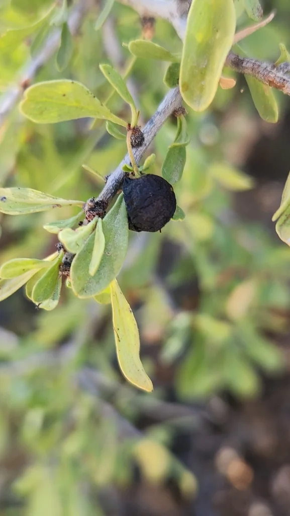 Condalia Globosa