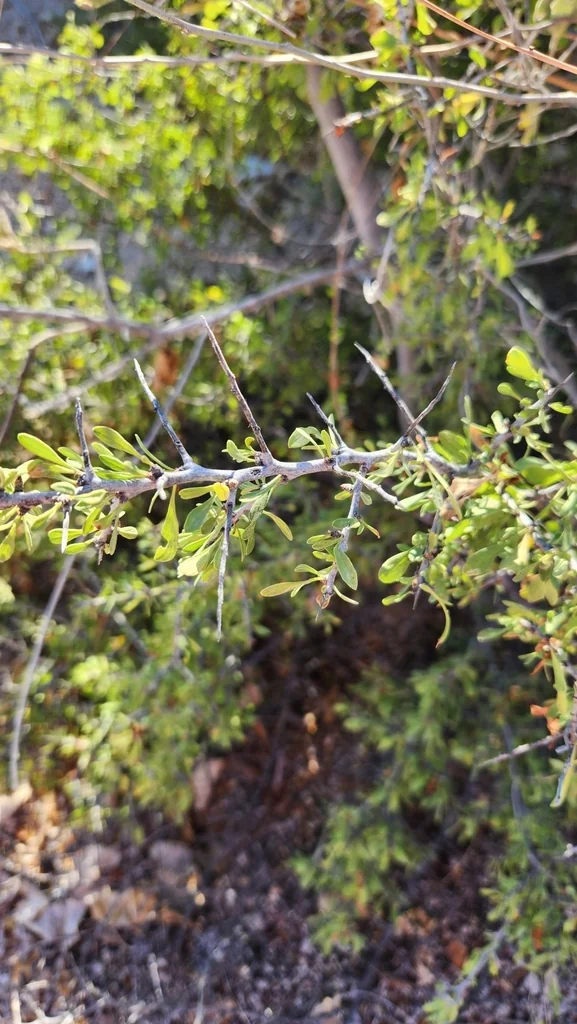 Condalia Globosa