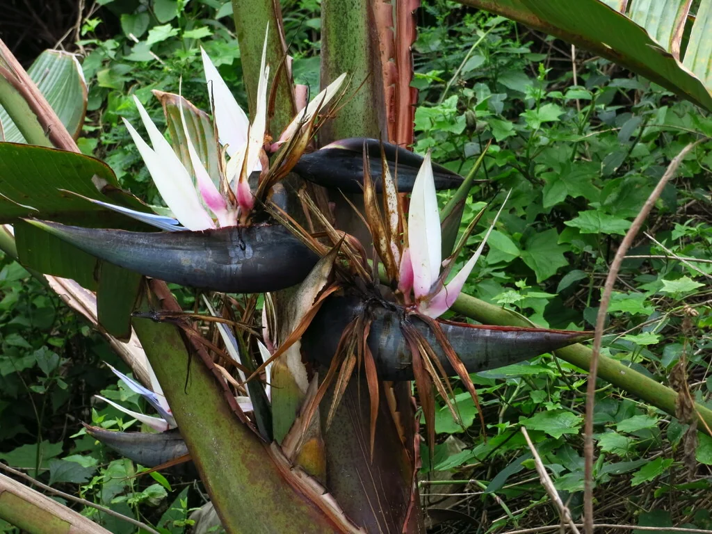 Strelitzia Nicolai
