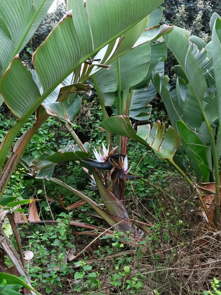 Strelitzia Nicolai
