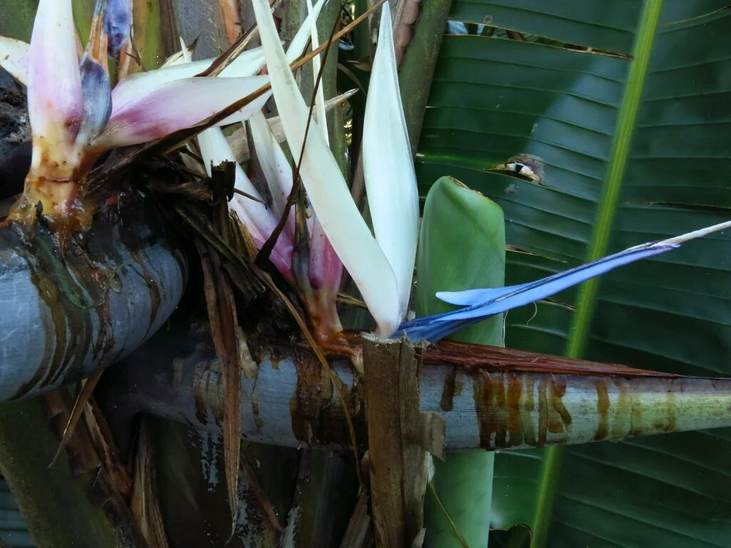 Strelitzia Nicolai