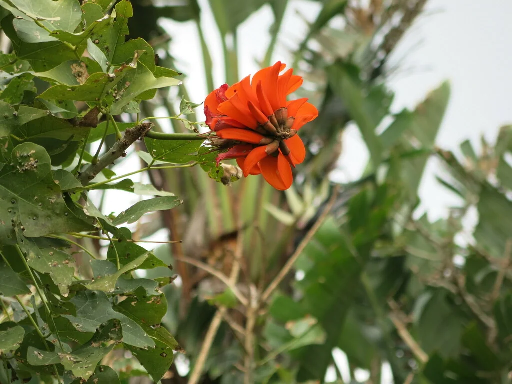 Erythrina Caffra