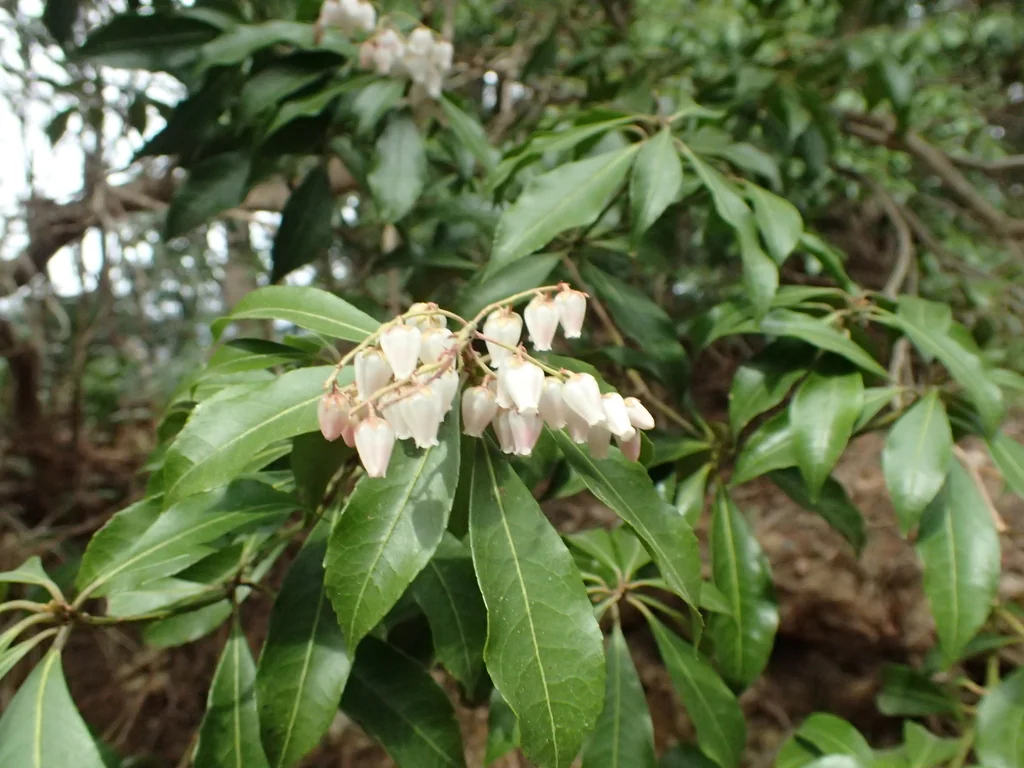 Pieris japonica