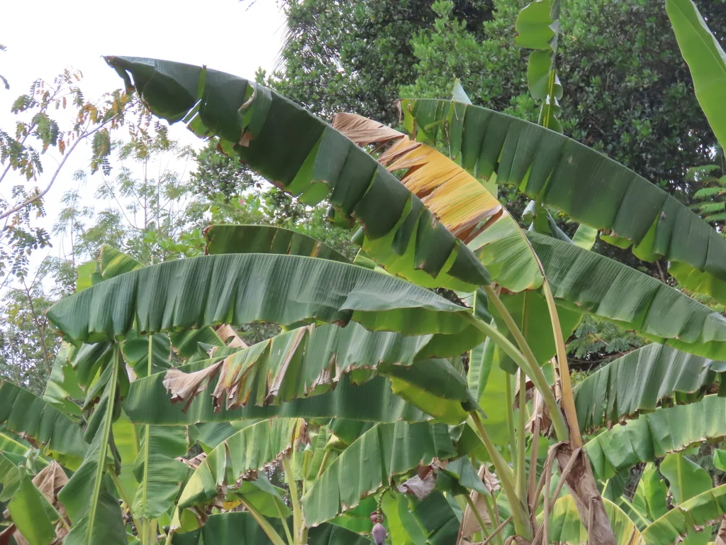 Musa X Paradisiaca