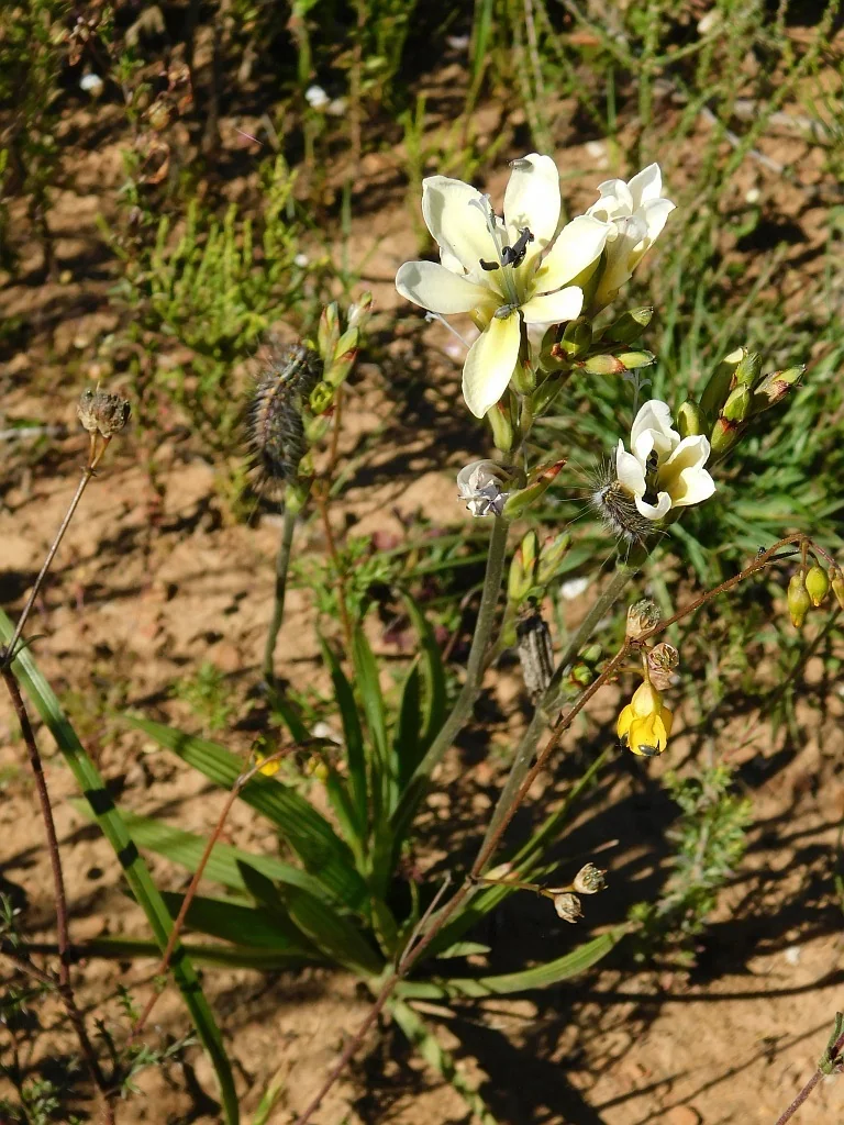 Babiana Stricta