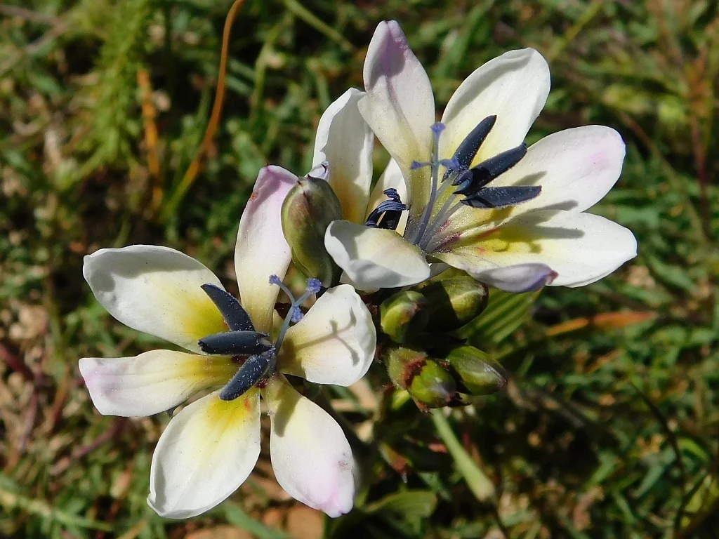 Babiana Stricta