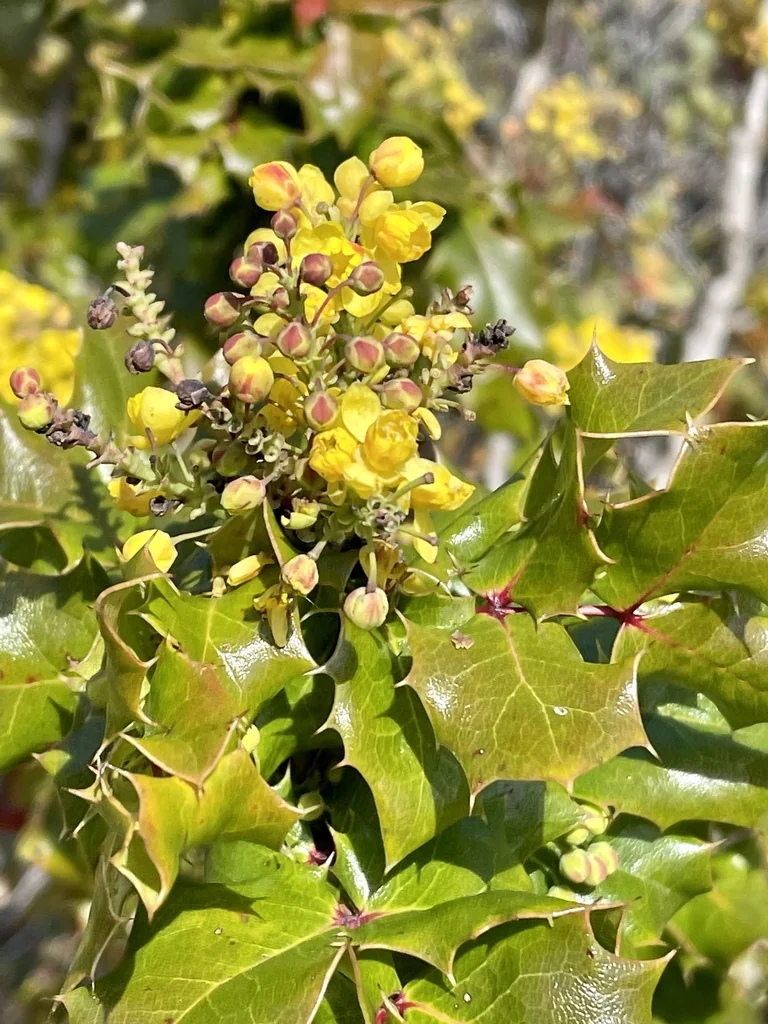 Berberis Pinnata
