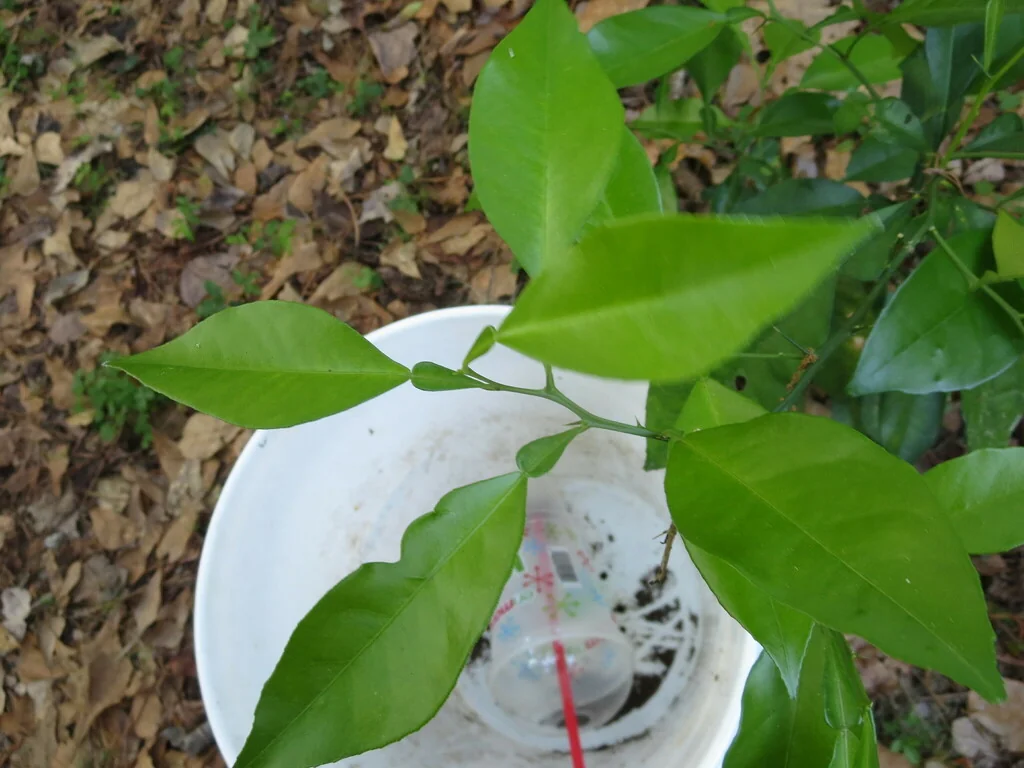 Citrus Aurantium