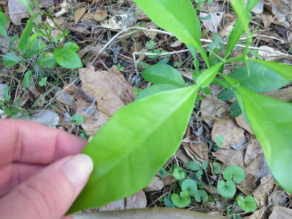 Citrus Aurantium